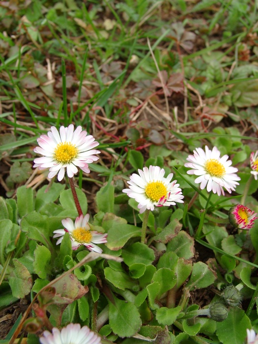 Gänseblümchen (Bellis perennis) - © Emanuel Trummer Gänseblümchen (Bellis perennis) - © Emanuel Trummer